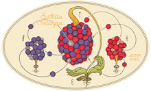 Load image into Gallery viewer, Synthesis Analogous - Jester King - Balcones Whisky Barrel Aged Farmhouse Ale Refermented with Raspberries &amp; Blackberries, 7.9%, 750ml Sharing Bottles

